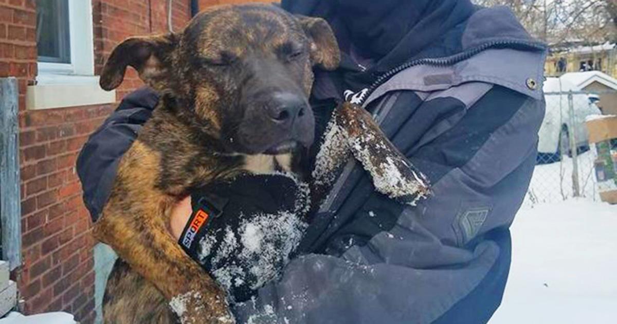 Они выгнали собаку на мороз, чтобы она умерла…